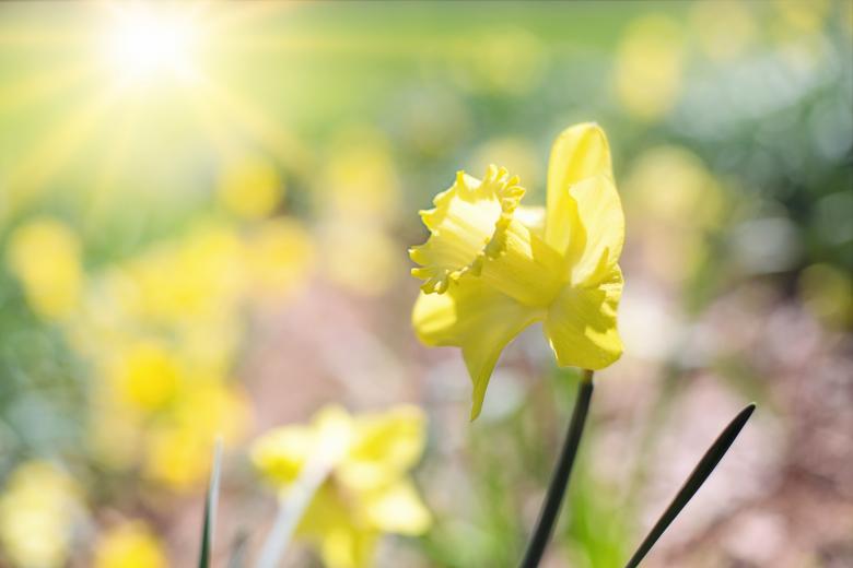 Free stock image of Blooming Daffodils created by Pixabay