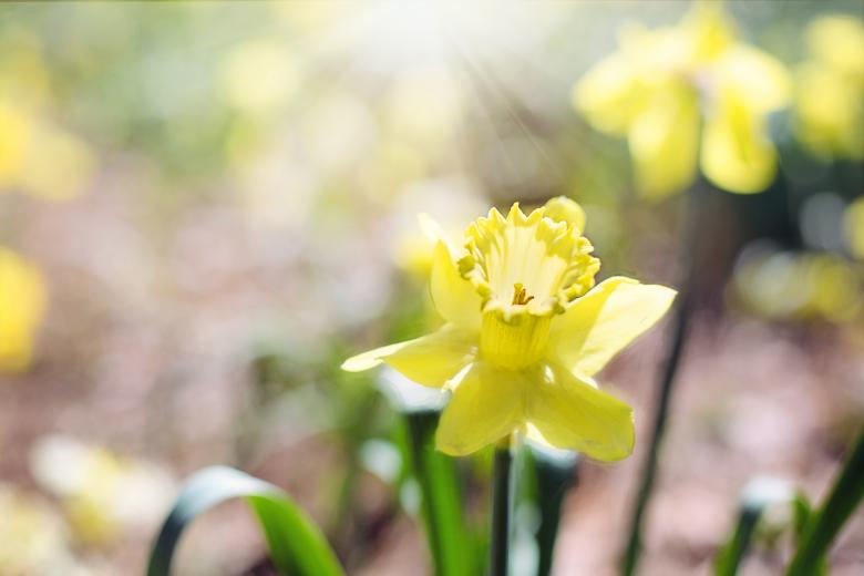 Free stock image of Fresh Daffodils created by Pixabay