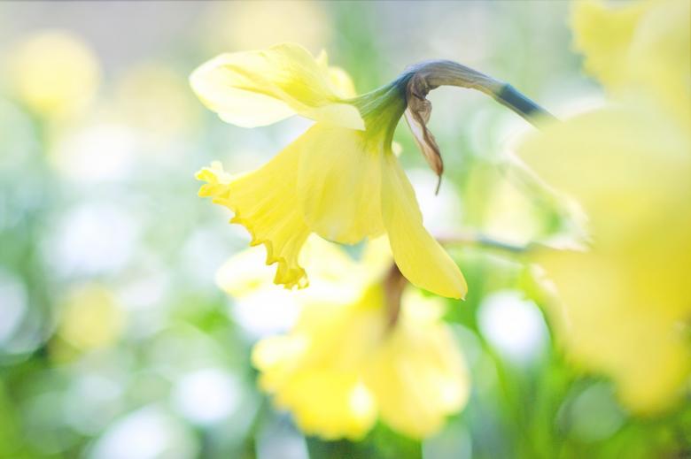Free stock image of Macro Daffodil created by Pixabay