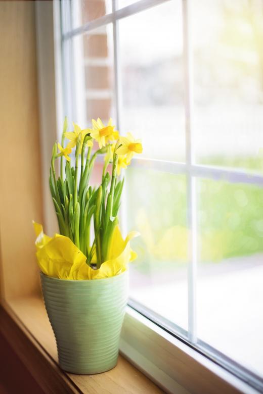 Free stock image of Daffodil Pot created by Pixabay