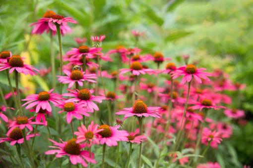 Free Stock Photo of Fresh Daisies