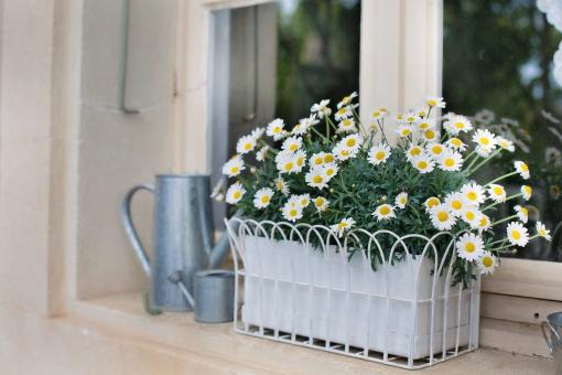 Free Stock Photo of Flower Box