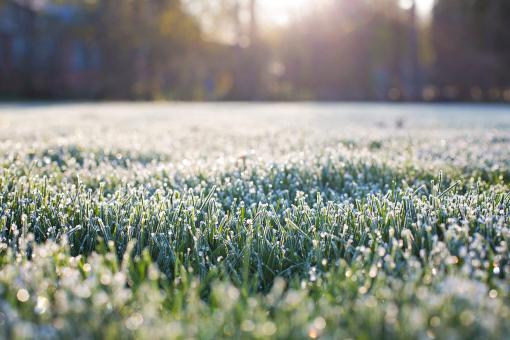 Free Stock Photo of Frost on Grass
