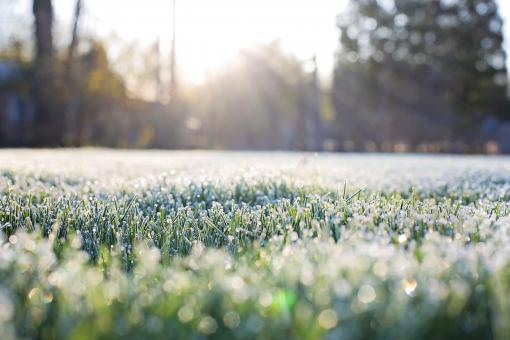 Free Stock Photo of Grass in Winter