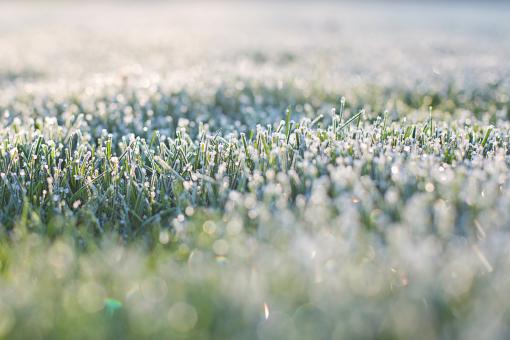 Free Stock Photo of Frost on Grass