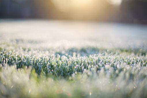 Frost on Grass - Free Stock Photo