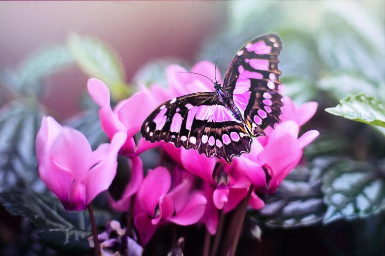 Free stock image of Macro Butterfly created by Pixabay
