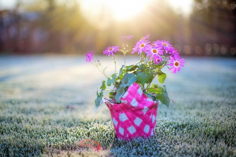 Free stock image of Pink Flowers created by Pixabay