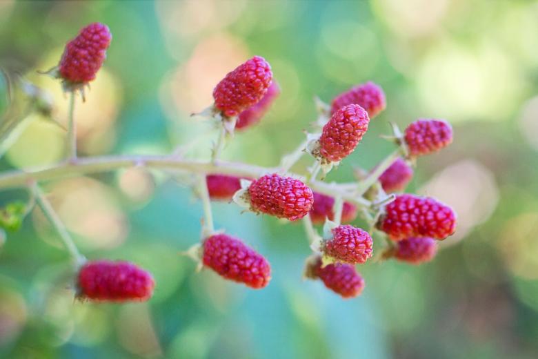 Free stock image of Sweet Raspberries created by Pixabay