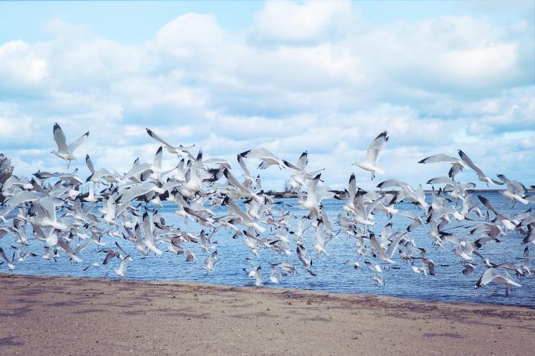 Free stock image of Bunch of Seagulls created by Pixabay