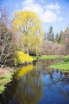 Free Stock Photo of Spring
