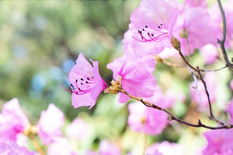 Free stock image of Spring Blossoms created by Pixabay