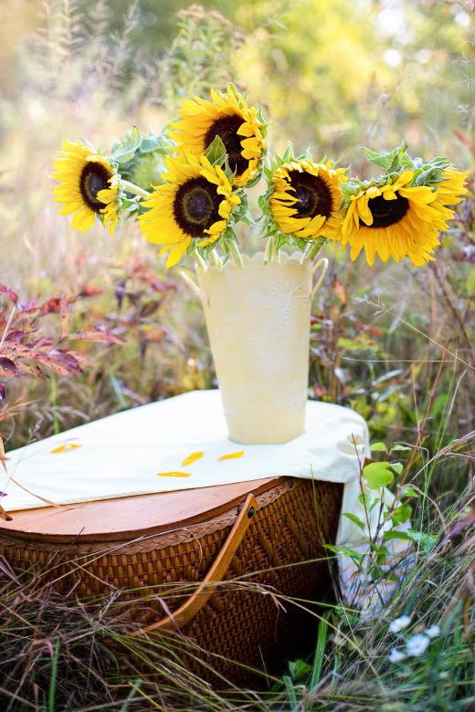 Free stock image of Sunflowers in the Pot created by Pixabay