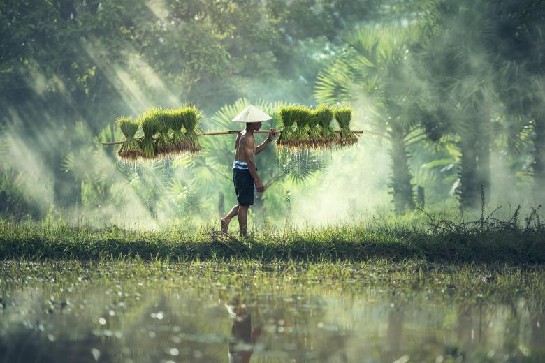 Free stock image of Carrying Grass on a Stick created by Pixabay