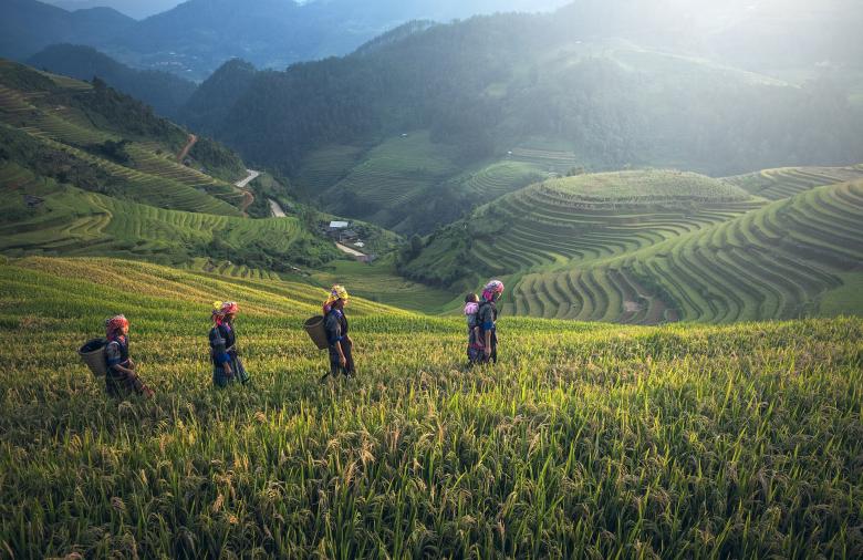 Free stock image of In the Rice Field created by Pixabay