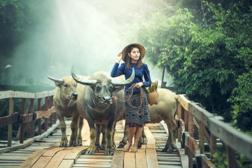 Free Stock Photo of Lady with Cows
