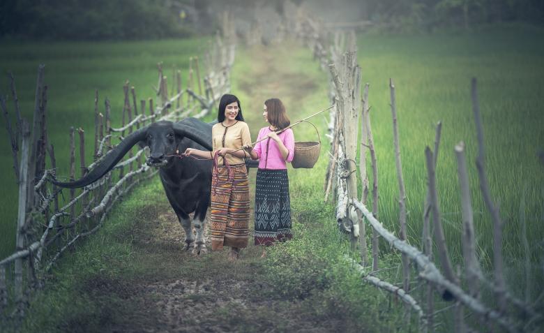 Free stock image of Ladies with a Cow created by Pixabay