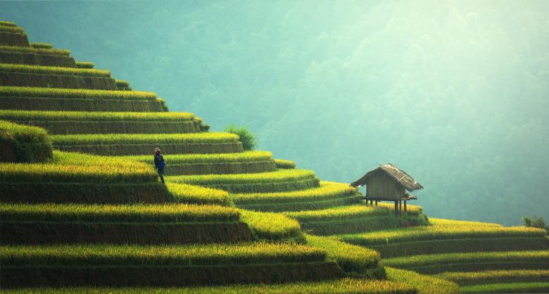 Free stock image of Rice Plantation in Asia created by Pixabay