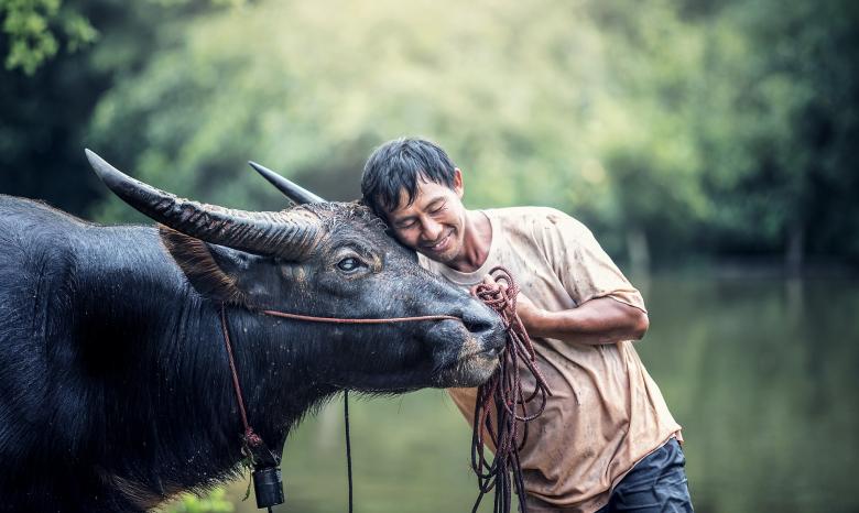 Free stock image of With a Cow created by Pixabay