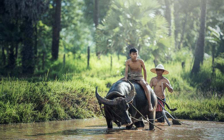 Free stock image of Riding the Buffalo created by Pixabay