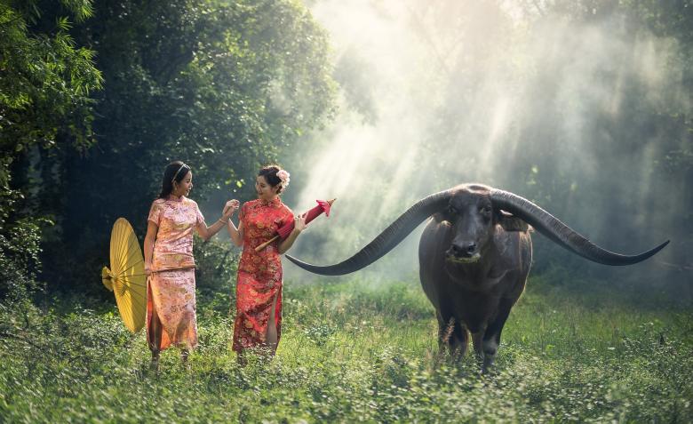 Free stock image of Ladies with Wild Buffalo created by Pixabay