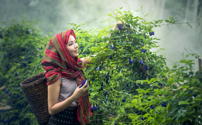 Free stock image of Picking Flowers created by Pixabay