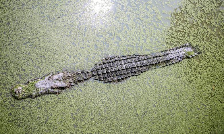 Free stock image of Alligator in the River created by Pixabay