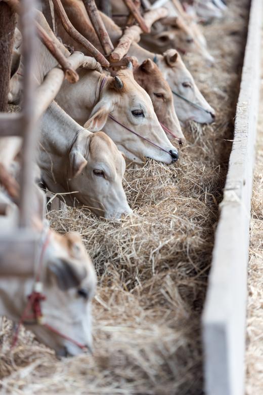 Free stock image of Animal Feed created by Pixabay