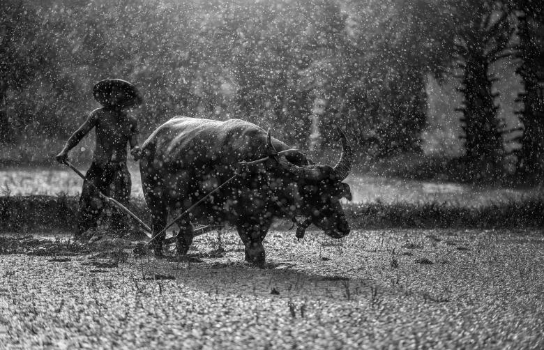 Free stock image of Buffalo in the Field created by Pixabay