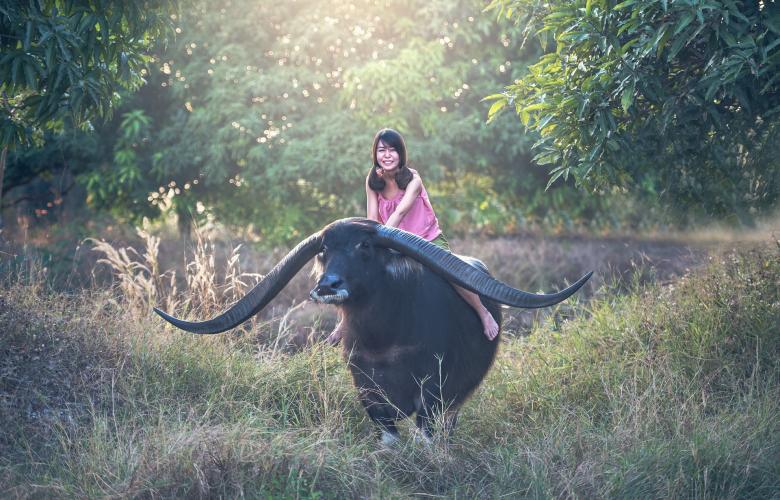 Free stock image of Buffalo Ride created by Pixabay