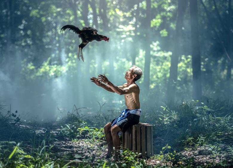 Free stock image of Catching the Hen created by Pixabay