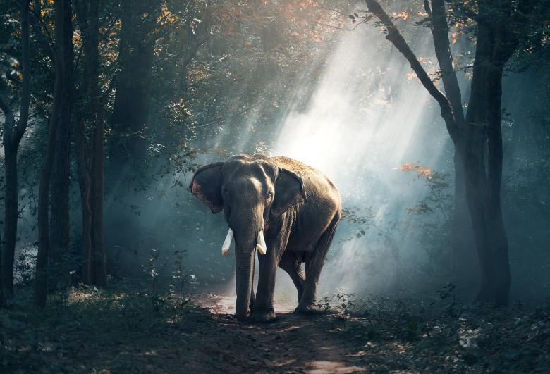 Free stock image of Wild Elephant created by Pixabay