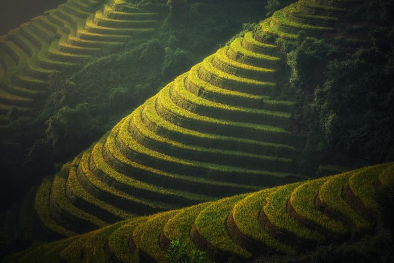 Free stock image of Rice Plantation Hills created by Pixabay