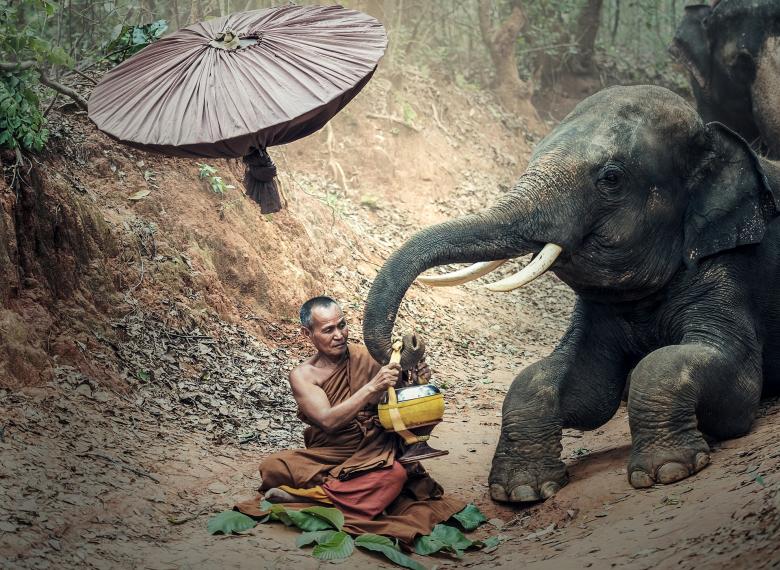 Free stock image of Monk with an Elephant created by Pixabay
