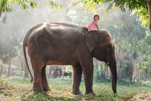 Free Stock Photo of Elephant Ride