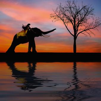 Free Stock Photo of Elephant Ride