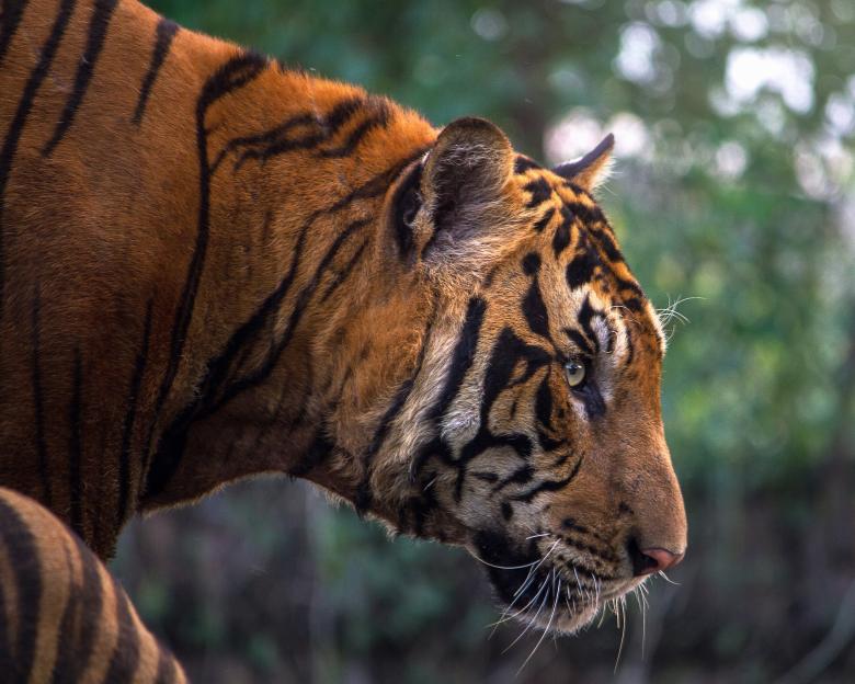 Free stock image of Bengal Tiger Portrait created by Pixabay