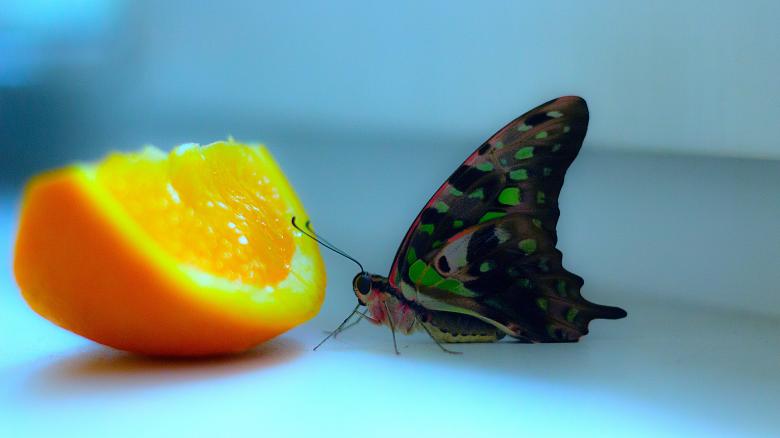 Free stock image of Tropical Butterfly created by Pixabay