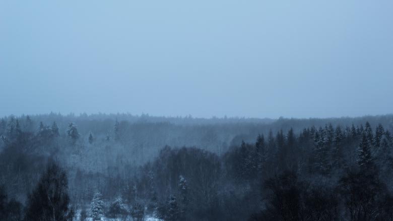 Free stock image of Forest in Winter created by Pixabay