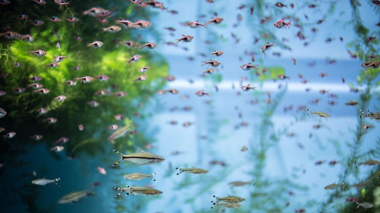 Free stock image of Moskvarium created by Pixabay