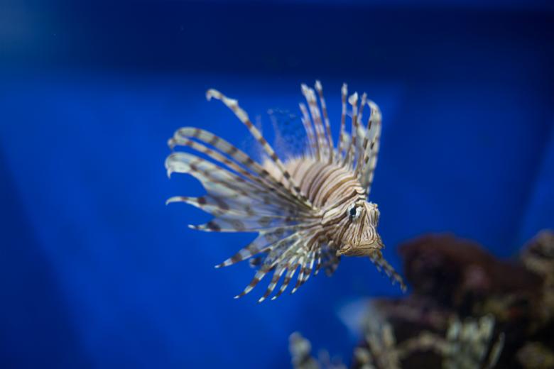 Free stock image of Fish in the Aquarium created by Pixabay