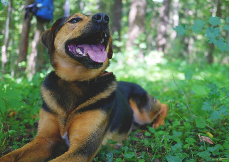 Free stock image of Loyal Dog created by Pixabay