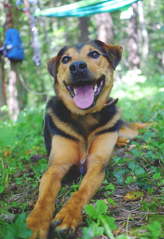 Free stock image of Pet Dog created by Pixabay