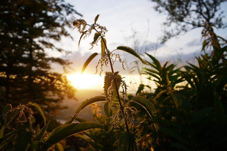 Free stock image of Stinging Nettle created by Pixabay