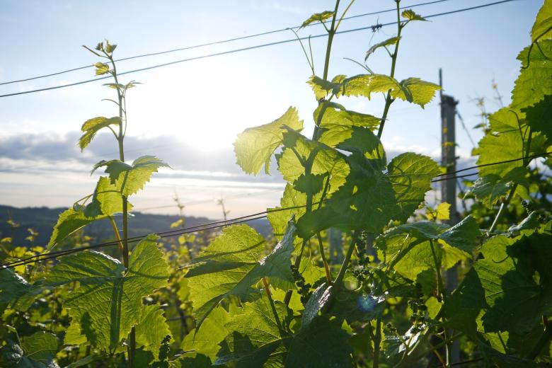 Free stock image of Fresh Vines created by Pixabay