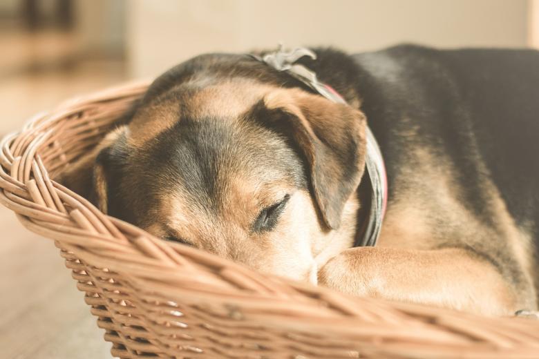 Free stock image of Pet Dog created by Pixabay