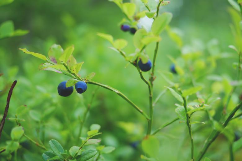 Free stock image of Fresh Blueberries created by Pixabay