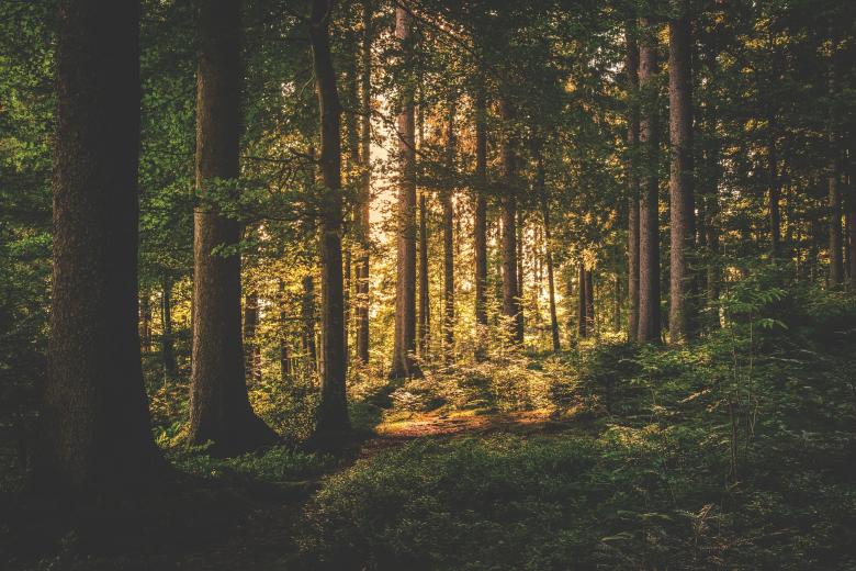 Free stock image of Wild Forest created by Pixabay