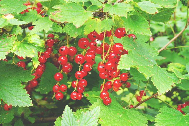 Free stock image of Wild Currant created by Pixabay