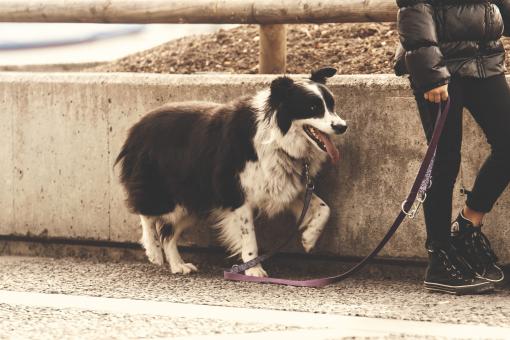 Pet Dog - Free Stock Photo